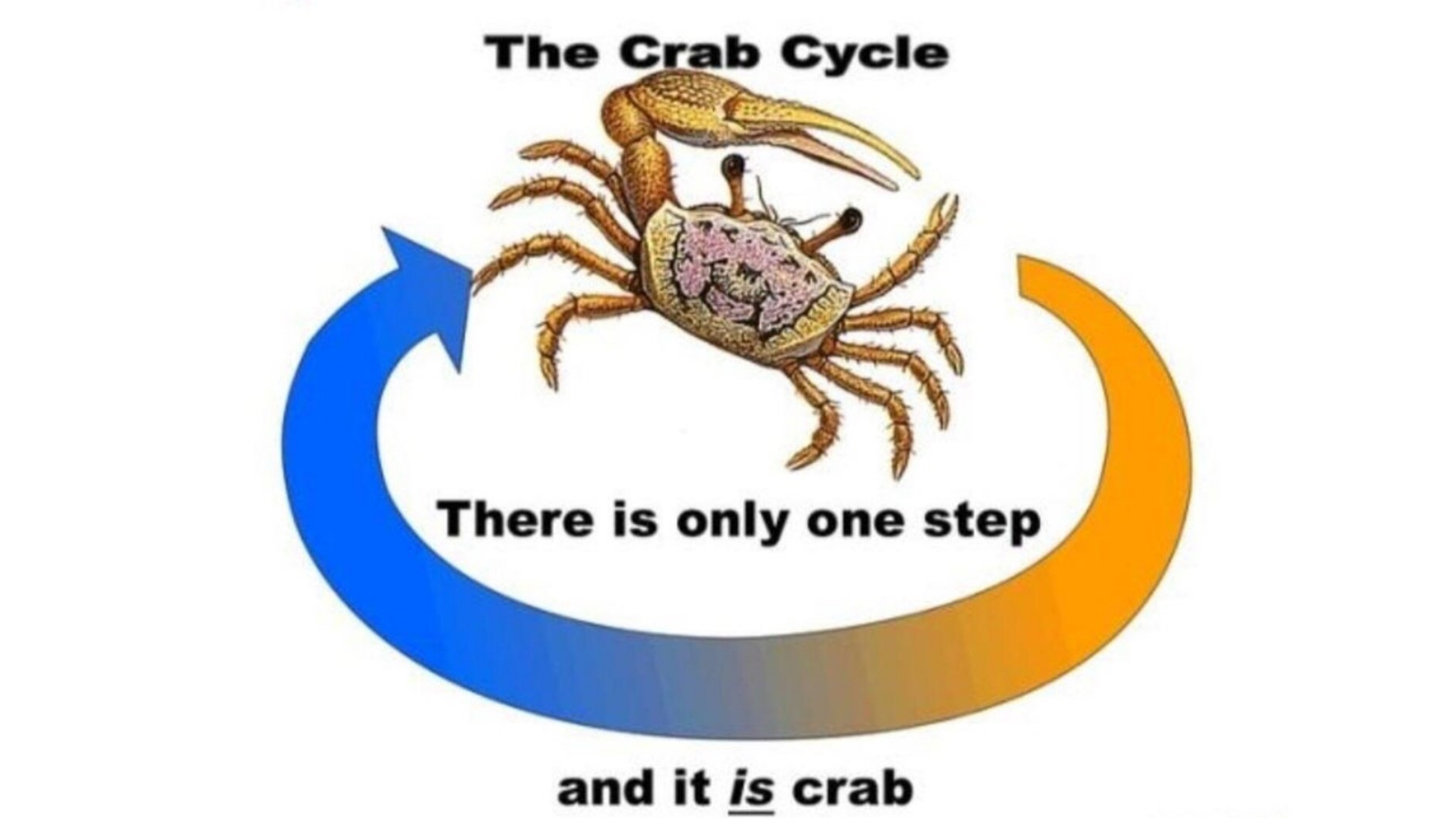 Crab